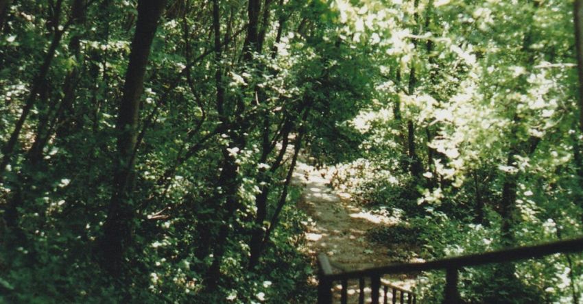 Accessibility - Staircase in a Lush Summer Forest